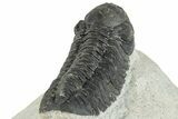 Detailed Austerops Trilobite - Ofaten, Morocco #287577-4